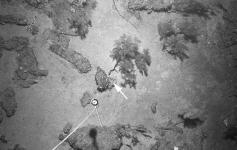 En fondos mixtos, los restos de chimeneas y enlosados ofrecen el substrato necesario para el establecimiento de colonias del coral negro Leiopathes glaberrima (flecha), los cuales están bien representados en la zona de estudio. Se observa la presencia de 