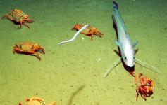 Fondos de arenas fangosas situados a 760 m del fondo de un cañón submarino con presencia del cangrejo Geryon trispinosus y de locha (Phycis blennoides)