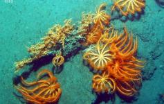 Fondos de la cabecera del cañón de Avilés con agregaciones de estrellas (Brisinguella coronata) ©IEO