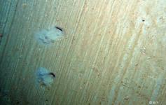 Fondos sedimentarios del borde de la plataforma situada entre los cañones de Avilés y El Corbiro (580 m)©IEO