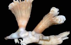 Coral solitario (Desmophyllum cristagalli) es una especie frecuentemente asociada a corales coloniales ©Álvaro Altuna/ECOMARG-IEO