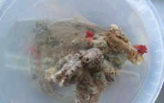 Muestra obtenida con draga de roca en el Banco de Galicia, donde pueden observarse gorgonias, corales blandos y balánidos ©Alberto Serrano/ECOMARG-IEO