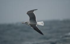 Gaviota sombría / Lesser Black-backed Gull (Larus fuscus) ©Juan Becares/SEO BirdLife