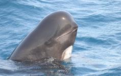 Calderón común / Long-finned pilot whale (Globicephala melas) ©CIRCE