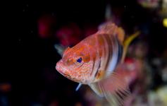Vaqueta / Painted comber (Serranus scriba) ©OCEANA/Iñaki Relanzón