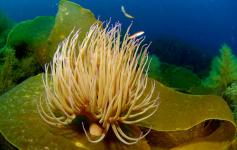 Anémona Común / Snackelocks Anemone (Anemonia Sulcata) sobre Laminaria Bulbosa / Furbelows (Saccorhiza Polyschides) ©OCEANA/Juan Cuetos