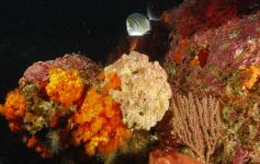 Gorgonia de senegal / Senegalese gorgonian (Eunicella labiata), Coral anaranjado / Golden cup coral (Astroides calycularis), Algas / Algae (Lithophyllum stictaeforme), Esponja / Sponge (Hemimycale columella) y Sargo picudo / Sharpsnout seabream (Diplodus 
