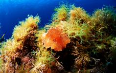 ©OCEANA/Juan Cuetos