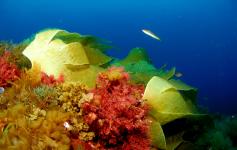 Alga Roja / Red Alga (Rhodophyta) y Laminaria bulbosa / Furbelows (Saccorhiza polyschides) ©OCEANA/Juan Cuetos