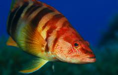 ©OCEANA/Juan Cuetos