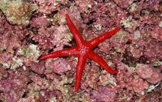 Muestra de maërl ©IEO