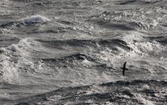 Pardela balear / Balearic shearwater (Puffinus mauretanicus) ©Beneharo Rodríguez/SEO BirdLife