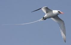 Rabijunco piquigualdo / White-tailed tropicbird (Phaethon lepturus) ©SECAC
