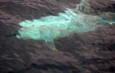 Calderón gris / Risso