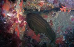 Falso abadejo / Goldblotch grouper (Epinephelus costae) ©Reservas Marinas/SGM