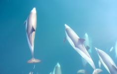 Delfín común / Common dolphin (Delphinus delphis) ©Reservas Marinas/SGM