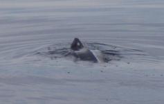 Tortuga laúd / Leatherback sea turtle (Dermochelys coriacea) ©Reservas Marinas/SGM