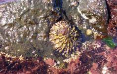 Lapa patella ferruginea / Limpet patella feruginea (Patella ferruginea) ©Reservas Marinas/SGM