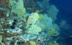 (Gerardia savaglia) / ©Rogelio Herrera/WWF España