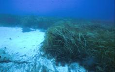 Fanerógamas / Phanerogams ©Rogelio Herrera/WWF España