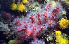 ©Sergio Rossi/ICM-CSIC