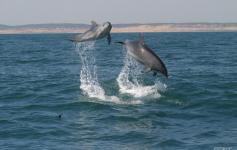 Delfín mular / Bottlenose dolphin (Tursiops truncatus) ©CIRCE