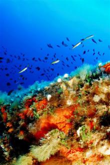 ©Juan Cuetos/OCEANA