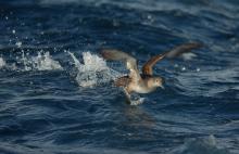 Pardela balear / Balearic shearwater (Puffinus mauretanicus) ©Juan Becares/SEO BirdLife